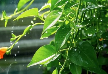 Nhìn 8 dấu hiệu này, biết ngay nhà bạn có mang lại phúc khí và tài lộc không